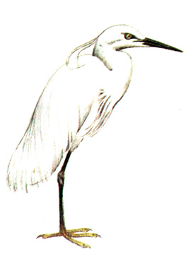 18.    - Egretta garzetta