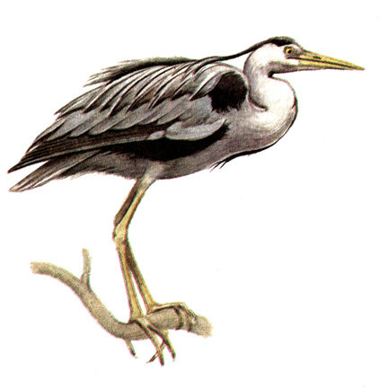 19.   - Ardea cinerea