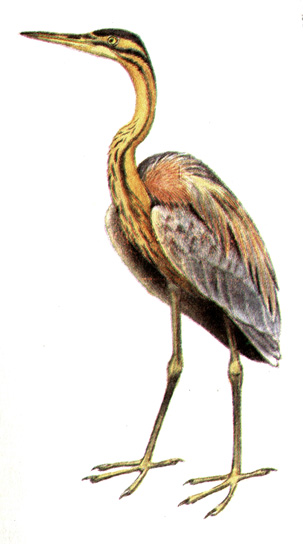 20.   - Ardea purpurea
