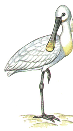22.  - Platalea leucorodia