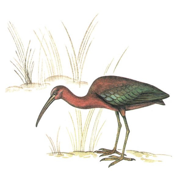 23.  - Plegadis falcinellus