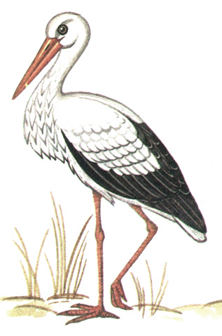 24.   - Ciconia ciconia