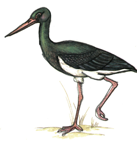 25.   - Ciconia nigra