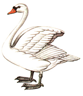 26. - - Cygnus olor