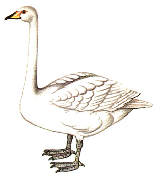 27. - - Cygnus cygnus