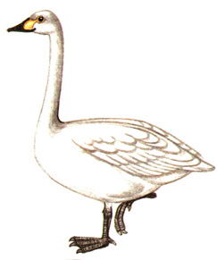 28.   - Cygnus bemckii