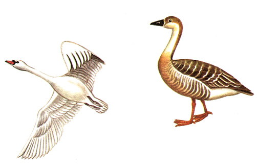 29.  - Cygnopsis cygnoides