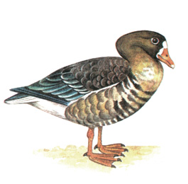 31.   - Anser albifrons
