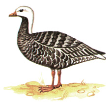 35.  - Philacte canadica