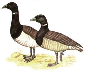 38.   - Branta bernicla