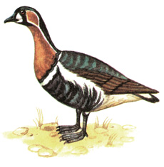 39.   - Rufibrenta ruficollis
