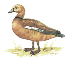 40.  - Casarca ferruginea