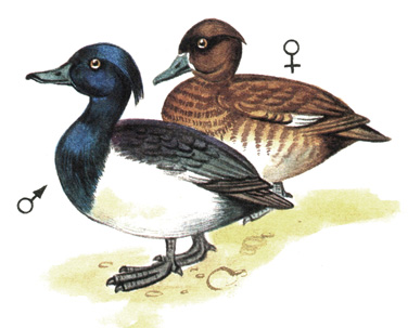 56.   - Aythya fuligula