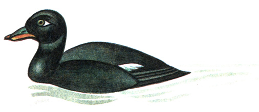 58.  - Melanitta fusca