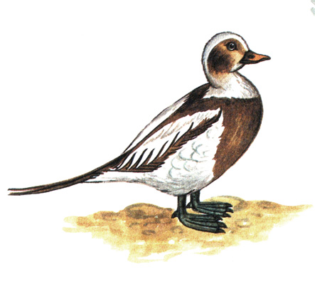 60.  - Clangula hyemalis