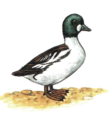 61.  - Bucephala clangula