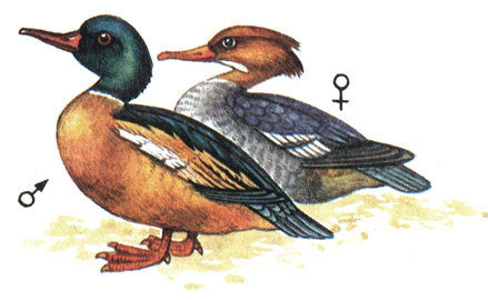 64.   - Mergus merganser