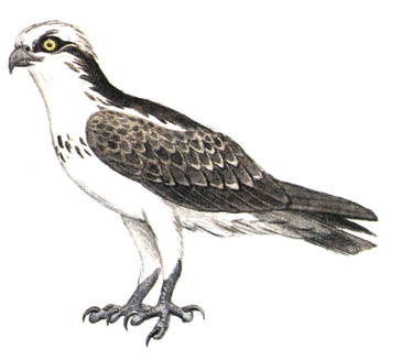 65.  - Pandion haliaetus