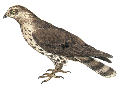 66.  - Pemis apivorus