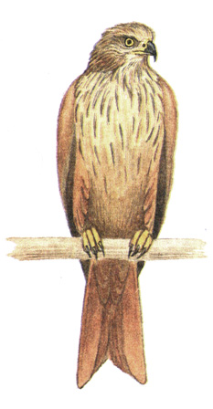 67.   - Milvus milvus