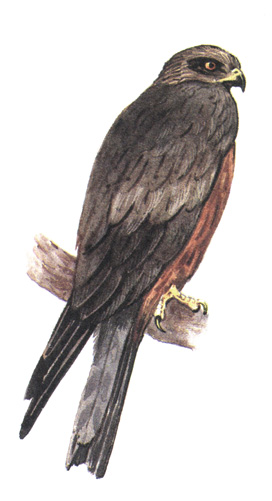 68.   - Milvus migrans