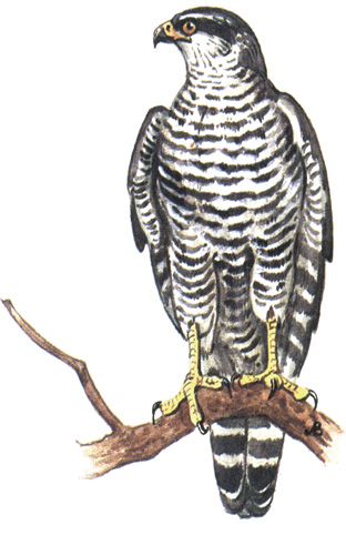 72.  - Accipiter gentilis