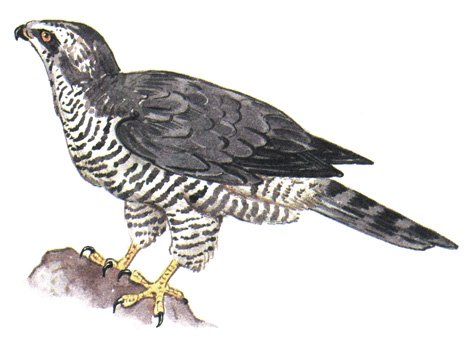 73.  - Accipiter nisus
