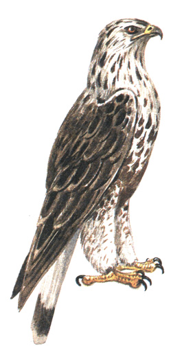 74.  - Buteo lagopus