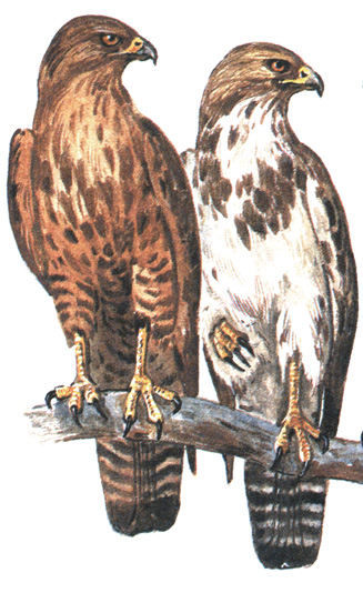 75.  - Buteo buteo