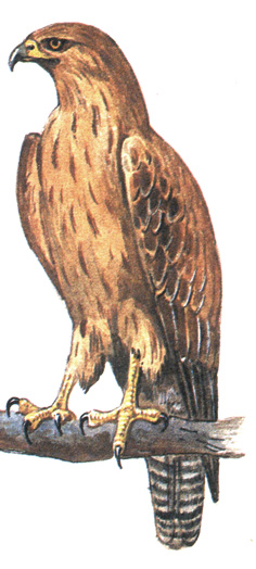 76.  - Buteo rufinus