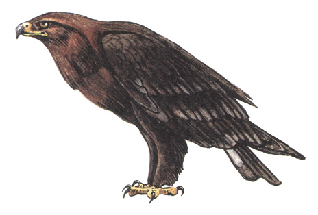 80.   - Aquila clanga