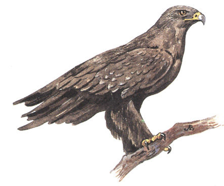 81.   - Aquila pomarina