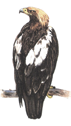 82.  - Aquila heliaca
