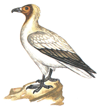 84.  - Neophron percnopterus