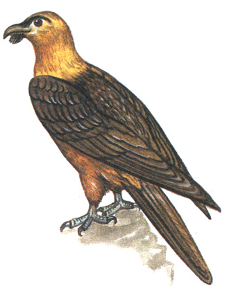 85.  - Gypaetus barbatus