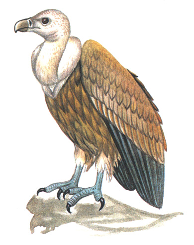 87.   - Gyps fulvus