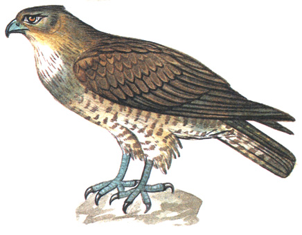 88.  - Circaetus gallicus