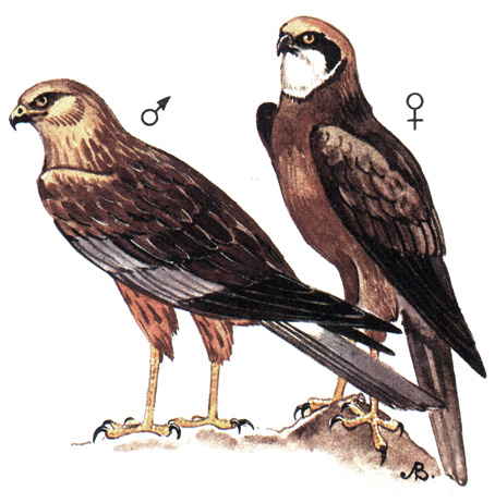 93.   - Circus aeruginosus