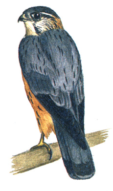 95.  - Aesalon columbarius