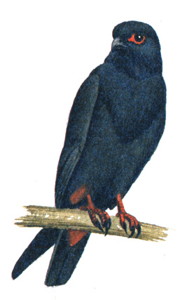 96.  - Erythropus vespertinus