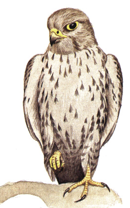 98.  - Falco cherrug