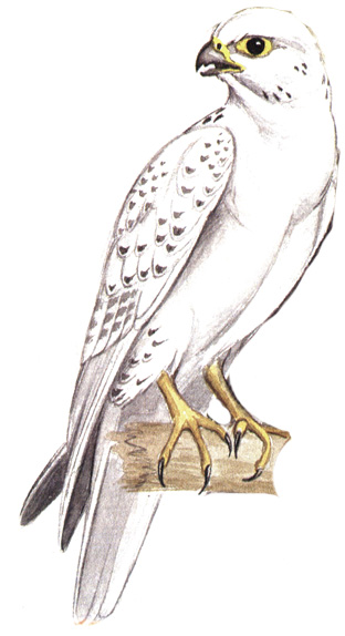 99.  - Falco gyrfalco
