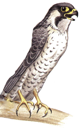 100.  - Falco peregrinus