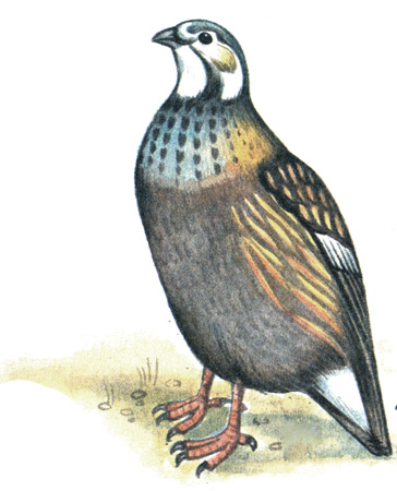 101.   - Tetraogallus caspius