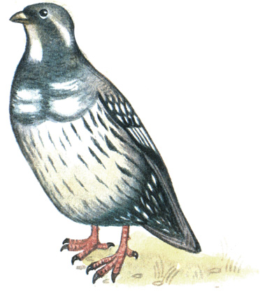 103.   - Tetraogallus tibetanus