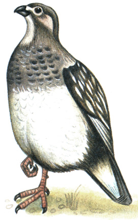 104.   - Tetraogallus altaicus