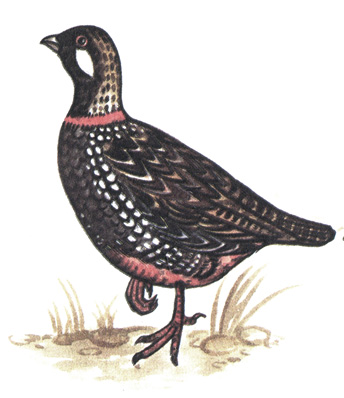 106.  - Francolinus francolinus