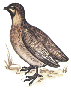 108.  - Cotumix coturnix