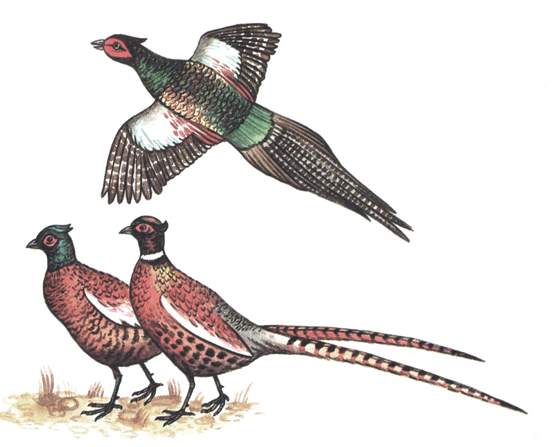 109.  - Phasianus colchicus
