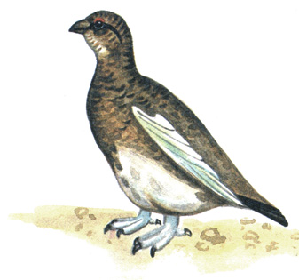 110.   - Lagopus mutus